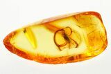 Detailed Fossil False Skin Beetle (Biphyllidae) in Baltic Amber #278854-1